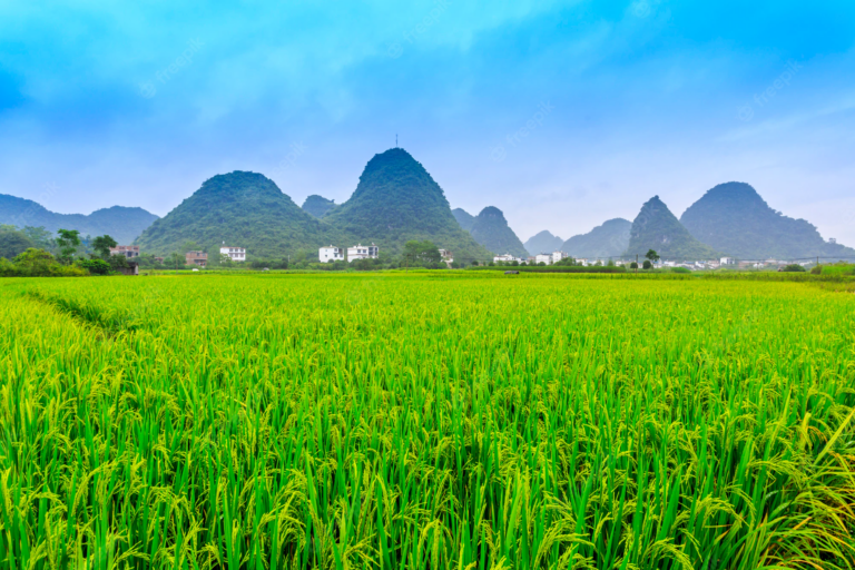 1) ഏത് വന്‍കരയിലെ ഏറ്റവും നീളം കൂടിയ നദിയാണ് നൈല്‍ ആഫ്രിക്ക 2) ഇന്ത്യയില്‍ ഏറ്റവും കൂടുതല്‍ വിസ്തീര്‍ണത്തില്‍ കൃഷി ചെയ്യുന്ന വിള നെല്ല് 3) ലാറ്റിന്‍ ഔദ്യോഗിക ഭാഷയായ ഏക രാജ്യം വത്തിക്കാന്‍ 4) ഗാഡ്ഗില്‍ കമ്മിറ്റിയെ നിയോഗിച്ച സമയത്ത് കേന്ദ്ര വനം- പരിസ്ഥിതി മന്ത്രി ആരായിരുന്നു ജയറാം രമേഷ് 5) ഇന്ത്യയില്‍ ഏത് സംസ്ഥാനമാണ് റബ്ബറുല്‍പാദനത്തില്‍ ഒന്നാം സ്ഥാനത്ത് കേരളം 6) പ്രാചീന ഭാരതത്തില്‍ അയസ് എന്നറിയപ്പെടുന്ന ലോഹം ചെമ്പ് 7) ലോകത്ത് ഏറ്റവും കൂടുതല്‍ പേര്‍ വധശിക്ഷയ്ക്ക് വിധേയമാകുന്ന രാജ്യം ചൈന 8) ഇന്ത്യന്‍ യൂണിയന്റെ അതിര്‍ത്തി ആകെ എത്ര കിലോമീറ്ററാണ് 22716 9) നാഷണല്‍ ഇന്‍സ്റ്റിറ്റ്യൂട്ട് ഓഫ് സിദ്ധ എവിടെയാണ് ചെന്നൈ 10) ലോകത്തെ ആദ്യത്തെ ഓഹരി വിപണി സ്ഥാപിതമായ ആന്റ്‌വെര്‍പ് ഏത് രാജ്യത്തിലാണ് ബെല്‍ജിയം 11) ബേസല്‍ കണ്‍വെന്‍ഷന്‍ നടന്ന വര്‍ഷം 1989 12) ബേസല്‍ കണ്‍വെന്‍ഷന്‍ നടന്ന വര്‍ഷം 1989 13) പുളിമരത്തിന്റെ ജന്മദേശം ആഫ്രിക്ക 14) ജന്മശതാബ്ദിയോടനുബന്ധിച്ച് സ്റ്റാമ്പ് പുറപ്പെടുവിച്ചക്കപ്പെട്ട ആദ്യ സ്വാതന്ത്ര്യ സമരസേനാനി ബാലഗംഗാധര തിലകന്‍ 15) മനുഷ്യവാസമുള്ള വന്‍കരകളില്‍ ഉഷ്ണമേഖലാ പ്രദേശത്തിന് വെളിയില്‍ സ്ഥിതി ചെയ്യുന്ന ഏക വന്‍കര യൂറോപ്പ് 16) ഏതിന്റെ ഖരാവസ്ഥയാണ് ഡ്രൈ ഐസ് കാര്‍ബണ്‍ ഡയോക്‌സൈഡ് 17) മോസിന്റെ സാന്നിദ്ധ്യം സൂചിപ്പിക്കുന്നത് ഏത് സ്വഭാവമുള്ള മണ്ണിനെയാണ് അമ്ലം 18) ഇന്ത്യാ ഡിവൈഡഡ് രചിച്ചത് ഡോ രാജേന്ദ്രപ്രസാദ് 19) ഏതവയവത്തിന്റെ പ്രവര്‍ത്തനം തകരാറിലാകുമ്പോഴാണ് ഡയാലിസിസ് നടത്തുന്നത് വൃക്ക 20) ജൈവവര്‍ഗീകരണത്തിന്റെ പിതാവ് കാള്‍ലിനയെസ്‌, psc notes, kerala psc exam notes, kerala psc exams, kerala psc preliminary exam dates, silver leaf psc academy