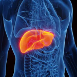 മനുഷ്യ ശരീരത്തിലെ ഏറ്റവും വലിയ ആന്തരിക അവയവം കരള്‍ മനുഷ്യശരീരത്തിലെ ഏറ്റവും വലിയ ഗ്രന്ഥി കരള്‍ കരളിന്റെ ശരാശരി ഭാരം 1500 ഗ്രാം കരള്‍ കഴിഞ്ഞാല്‍ മനുഷ്യശരീരത്തിലെ ഏറ്റവും ഭാരം കൂടിയ ആന്തിരക അവയവം തലച്ചോര്‍ കരളും തലച്ചോറും കഴിഞ്ഞാല്‍ മനുഷ്യശരീരത്തിലെ ഭാരം കൂടിയ ആന്തരിക അവയവം ശ്വാസകോശം കരള്‍ നിര്‍മ്മിച്ചിരിക്കുന്ന കോശങ്ങള്‍ ഹെപ്പറ്റോസൈറ്റുകള്‍ കരളിനെക്കുറിച്ചുള്ള പഠനം ഹെപ്പറ്റോളജി ശരീരത്തിലെ ജൈവരാസ പ്രവര്‍ത്തനത്തിന്റെ മുഖ്യകേന്ദ്രം കരള്‍ കരളിനെ ആവരണം ചെയ്തു കാണപ്പെടുന്ന സ്തരം വിസറല്‍ പെരിട്ടോണിയം പുനരുജ്ജീവന ശേഷിയുള്ള ശരീരത്തിലെ അവയവം കരള്‍ ലോക കരള്‍ ദിനം ഏപ്രില്‍ 19 മദ്യപാനം ബാധിക്കുന്ന ശരീരഭാഗം കരള്‍ നമ്മുടെ ശരീരത്തില്‍ അധികമുള്ള വിറ്റാമിന്‍ എ ശേഖരിക്കപ്പെടുന്ന അവയവം കരള്‍ കൊഴുപ്പ് ശേഖരിക്കപ്പെടുന്ന ആന്തരിക അവയവം കരള്‍ കൊളസ്‌ട്രോള്‍ ഉല്‍പാദിപ്പിക്കപ്പെടുന്ന അവയവം കരള്‍ ശരീരത്തില്‍ യൂറിയ ഉല്‍പാദിപ്പിക്കപ്പെടുന്ന അവയവം കരള്‍ ശരീരത്തില്‍ താപം ഉല്‍പാദിപ്പിക്കപ്പെടുന്ന അവയവം കരള്‍ ഹൃദയത്തിന്റെ പ്രവര്‍ത്തനത്തിന് ആവശ്യമായ നല്ല കൊളസ്‌ട്രോള്‍ (എച്ച്ഡിഎല്‍) ഉല്‍പാദിപ്പിക്കുന്ന അവയവം കരള്‍ മനുഷ്യശരീരത്തില്‍ ഏറ്റവും കൂടുതല്‍ രാസാഗ്നികള്‍ ഉല്‍പാദിപ്പിക്കുന്ന അവയവം കരള്‍ മനുഷ്യ ശരീരത്തിലെ രാസപരീക്ഷണ ശാല എന്നറിയപ്പെടുന്ന അവയവം കരള്‍ മനുഷ്യ ശരീരത്തിലെ മാലിന്യ സംസ്‌കരണ ശാല എന്നറിയപ്പെടുന്ന അവയവം കരള്‍ രക്തം കട്ടപിടിക്കാതെയിരിക്കാന്‍ രക്തത്തില്‍ അടങ്ങിയിരിക്കുന്ന രാസപദാര്‍ത്ഥം ഹെപ്പാരിന്‍ രക്തം കട്ടപിടിക്കാന്‍ സഹായിക്കുന്ന രക്തത്തില്‍ അടങ്ങിയിരിക്കുന്ന പ്രോട്ടീന്‍ ഫൈബ്രിനോജന്‍ ഹെപ്പാരിനും ഹൈബ്രിനോജനും ഉല്‍പാദിപ്പിക്കുന്ന അവയവം കരള്‍ അമിതമായി രക്തത്തിലെത്തുന്ന ഗ്ലൂക്കോസിനെ ഗ്ലൈക്കോജനാക്കി മാറ്റുന്ന അവയവം കരള്‍ മനുഷ്യ ശരീരത്തിലെ ബഹിര്‍സ്രാവി ഗ്രന്ഥി കരള്‍ കൊഴുപ്പിനെ ദഹിപ്പിക്കാന്‍ സഹായിക്കുന്ന പിത്തരസം ഉല്‍പാദിപ്പിക്കുന്ന അവയവം കരള്‍ പിത്തരസം ശേഖരിക്കപ്പെടുന്നത് പിത്താശയത്തില്‍ പിത്തരസത്തിന്റെ നിറം മഞ്ഞ പിത്തരസത്തില്‍ കാണപ്പെടുന്ന വര്‍ണ്ണകങ്ങള്‍ ബിലിറൂബിന്‍, ബിലിവെര്‍ഡിന്‍ പിത്തരസത്തിന് മഞ്ഞനിറം നല്‍കുന്ന വര്‍ണ്ണകം ബിലിറൂബിന്‍ പിത്തരസം രക്തത്തില്‍ കലരുന്നതുമൂലം ഉണ്ടാകുന്ന രോഗാവസ്ഥ മഞ്ഞപ്പിത്തം കരളിനെ ബാധിക്കുന്ന വൈറല്‍ അണുബാധ ഹെപ്പറ്റൈറ്റിസ് (കരള്‍വീക്കം) ഹെപ്പറ്റൈറ്റിസില്‍ ഏറ്റവും ഗുരുതരമായത് ഹെപ്പറ്റൈറ്റിസ് ബി മലിനജലം വഴിയോ ഭക്ഷണം വഴിയോ പകരുന്ന ഹെപ്പറ്റൈറ്റിസ് പെപ്പറ്റൈറ്റിസ് എ, പെപ്പറ്റൈറ്റിസ് ഇ കരള്‍ കോശങ്ങള്‍ നശിക്കുകയും പ്രവര്‍ത്തനരഹിതമാകുകയും ചെയ്യുന്ന രോഗം ലിവര്‍ സീറോസിസ് കരളില്‍ കൊഴുപ്പ് അടിഞ്ഞു കൂടുന്നതു മൂലം ഉണ്ടാകുന്ന രോഗം ഫാറ്റി ലിവര്‍ നിലവിലെ കരള്‍ മുഴുവനായോ ഭാഗികമായോ നീക്കം ചെയ്ത് പുതിയ കരള്‍ പൂര്‍ണ്ണമായോ ഭാഗികമായോ കൂട്ടിച്ചേര്‍ക്കുന്ന ശസ്ത്രക്രിയ ഓര്‍ത്തോടോപ്പിക് ശസ്ത്രക്രി മറ്റൊരുശരീരത്തില്‍നിന്നും സ്വീകരിക്കുന്ന ഏതവയവവും അറിയപ്പെടുന്ന പൊതുവായ പേര് അലോഗ്രാഫ്റ്റ് കരള്‍ മാറ്റിവയ്ക്കുന്നതിന് മുന്നോടിയായി നടത്തുന്ന ചികിത്സകള്‍ അറിയപ്പെടുന്നത് ബ്രിഡ്ജിങ് ടു ട്രാന്‍സ്പ്ലാന്റേഷന്‍ കരള്‍ മാറ്റിവയ്ക്കലിന്റെ പിതാവ് എന്നറിയപ്പെടുന്നത് ഡോ തോമസ് സ്റ്റാര്‍സല്‍ ലോകത്തിലെ ആദ്യത്തെ വിജയകരമായ കരള്‍ മാറ്റിവയ്ക്കല്‍ ശസ്ത്രക്രിയ നടന്നത് 1967 ലോകത്തിലെ ആദ്യത്തെ വിജയകരമായ കരള്‍ മാറ്റിവയ്ക്കല്‍ ശസ്ത്രക്രിയ നടത്തിയ ഡോക്ടര്‍ തോമസ് സ്റ്റാര്‍സല്‍ ലോകത്തിലെ ആദ്യത്തെ വിജയകരമായ ലിവിങ് ഡോണര്‍ ട്രാന്‍സ്പ്ലാന്റ് നടന്ന വര്‍ഷം 1989 ജൂലൈ ലോകത്തിലെ ആദ്യത്തെ വിജയകരമായ ലിവിങ് ഡോണര്‍ ട്രാന്‍സ്പ്ലാന്റ് നടത്തിയ ഡോക്ടര്‍ സില്‍വാനോ റയ്യ ഒരു വ്യക്തിയുടെ കേടായ അവയവത്തിന് പകരം ജീവനുള്ള ദാതാവില്‍നിന്നും അവയവം മാറ്റിവയ്ക്കുന്ന ശസ്ത്രക്രിയ ലിവിങ് ഡോണര്‍ ട്രാന്‍സ്പ്ലാന്റ് സര്‍ജറി കേരളത്തില്‍ ആദ്യമായി കരള്‍ മാറ്റി വയ്ക്കല്‍ ശസ്ത്രക്രിയ നടന്നത് 2004 ഇന്ത്യയിലെ ആദ്യത്തെ വിജയകരമായ കരള്‍ മാറ്റിവയ്ക്കല്‍ ശസ്ത്രക്രിയ നടന്നത് 1998 നവംബര്‍ ലോകത്തില്‍ ആദ്യമായി വിജയകരമായ റോബോട്ടിക് കരള്‍ മാറ്റിവയ്ക്കല്‍ ശസ്ത്രക്രിയ നടത്തിയത്. റിയാദിലെ കിങ് ഫൈസല്‍ സ്‌പെഷ്യലിസ്റ്റ് ആശുപത്രി കരളിനെക്കുറിച്ച് പഠിക്കേണ്ടതെല്ലാം ഒറ്റലിങ്കില്‍; മാര്‍ക്കുറപ്പിക്കാം കരളിനെക്കുറിച്ച് കേരള പി എസ് സി ചോദിച്ചിട്ടുള്ളതും ഇനി ചോദിക്കാന്‍ സാധ്യതയുള്ളതും ആവര്‍ത്തിക്കാന്‍ സാധ്യതയുള്ളതുമായ ചോദ്യോത്തരങ്ങള്‍ പഠിക്കാം best psc coaching center silverleaf psc academy kozhikode,